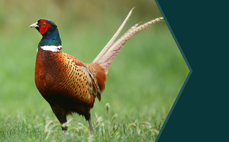 Pheasant Organic Acids