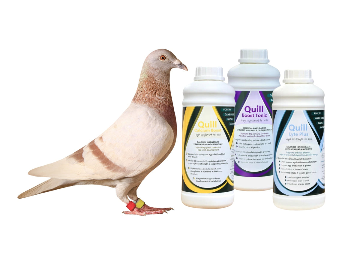 Racing Pigeon Vitamin & Supplements Organic Acids, Electrolytes