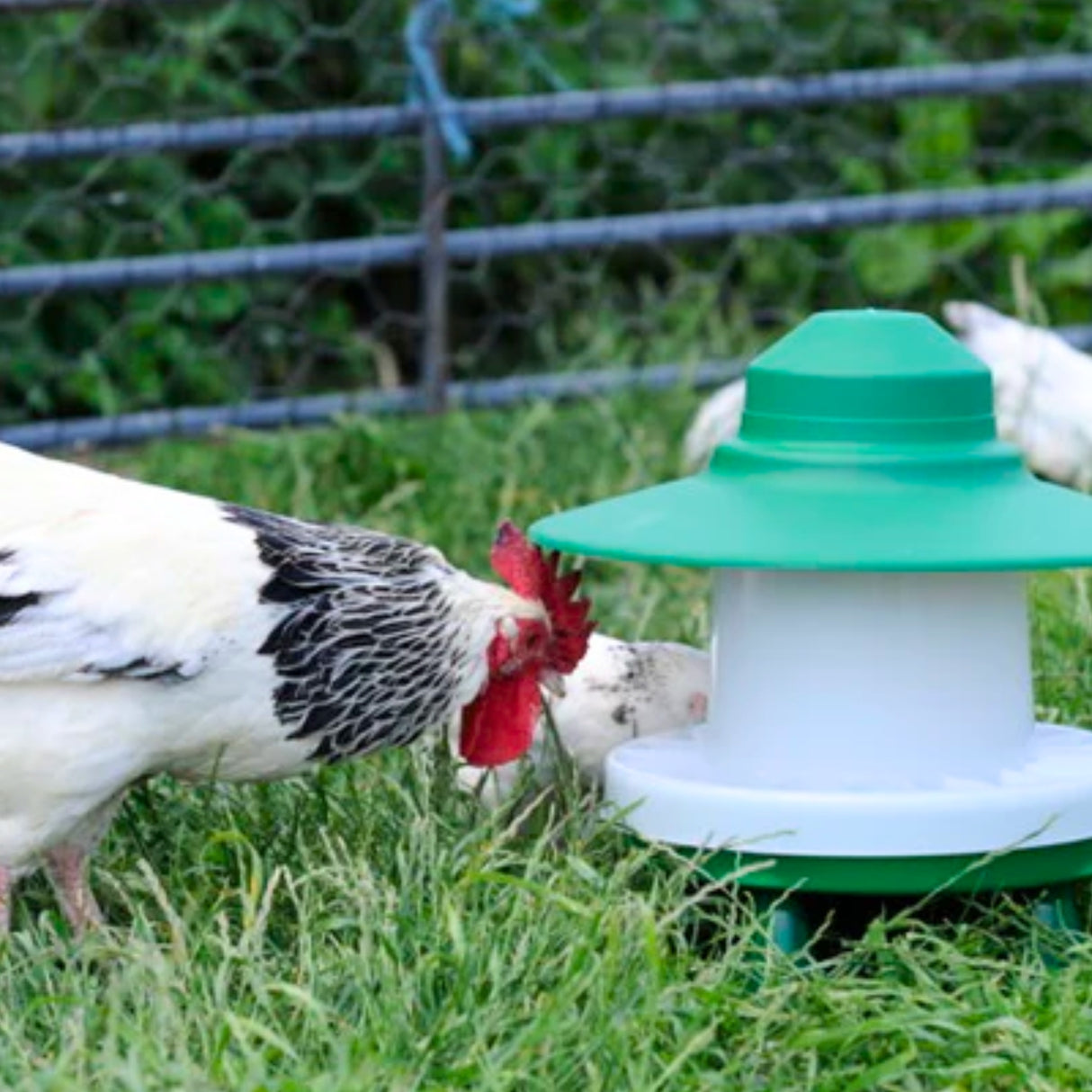 Ascot 3kg Outdoor Poultry Feeder
