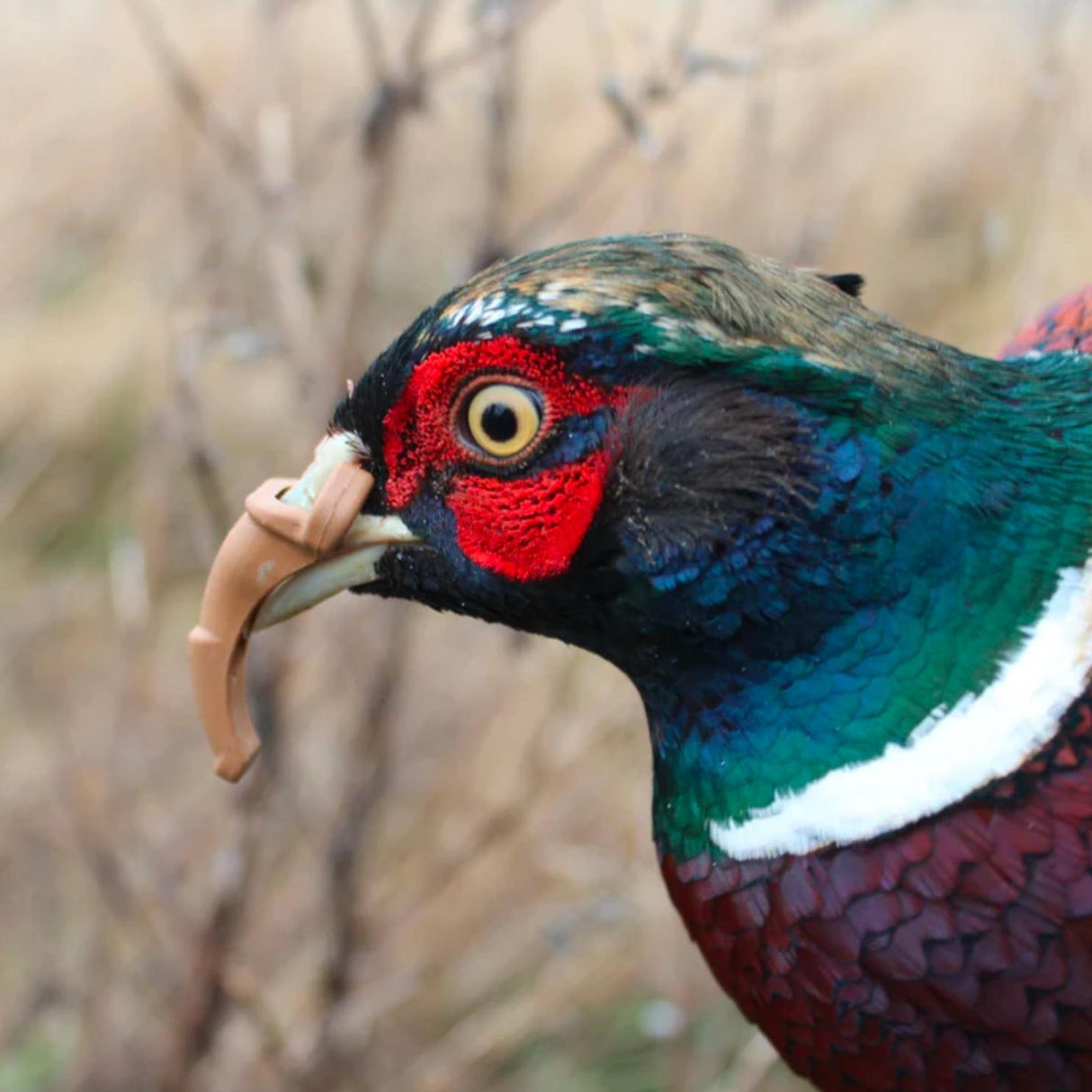 Scot Beak Guard Pack of 100