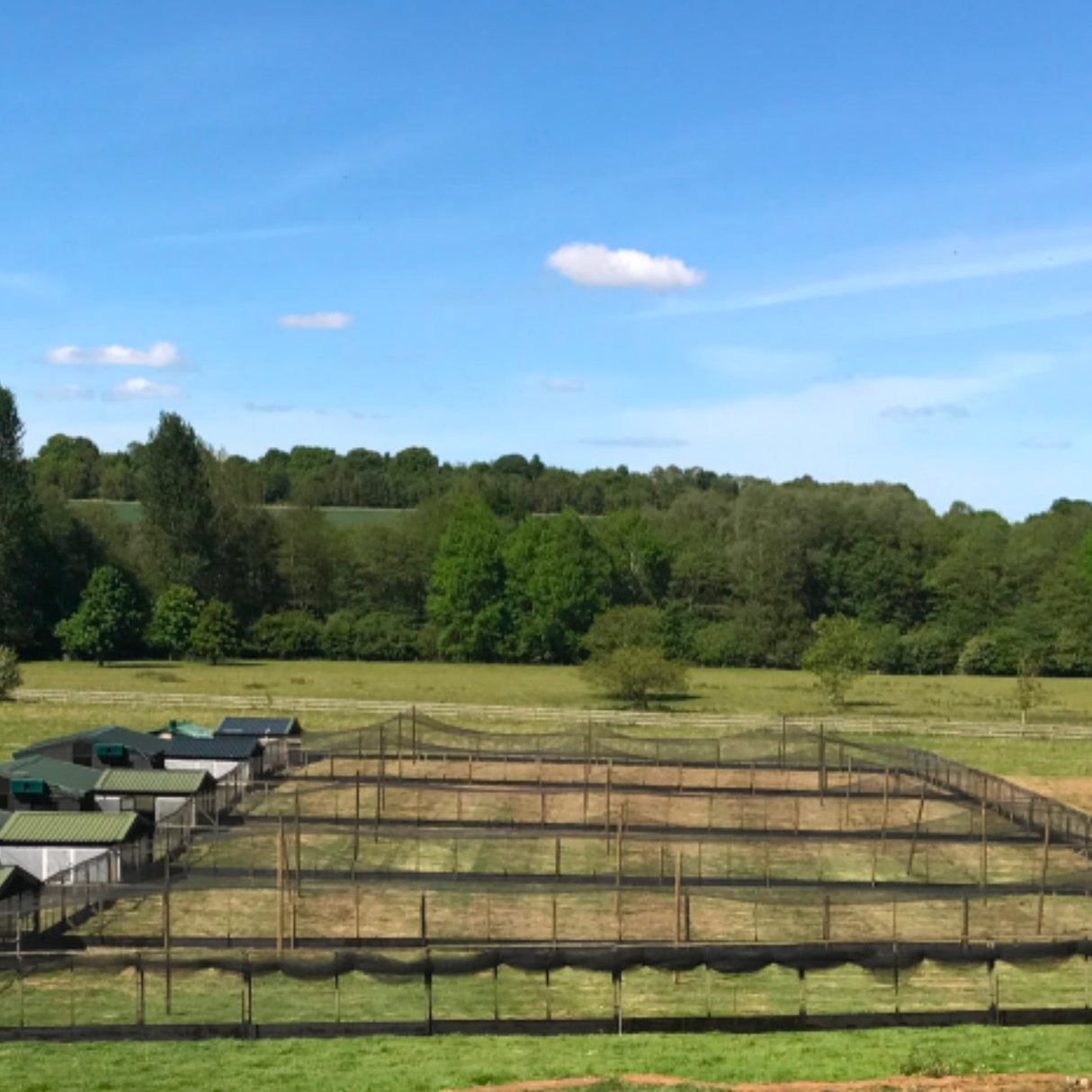 Square Knotted Bird Netting 38mm (1 ½")