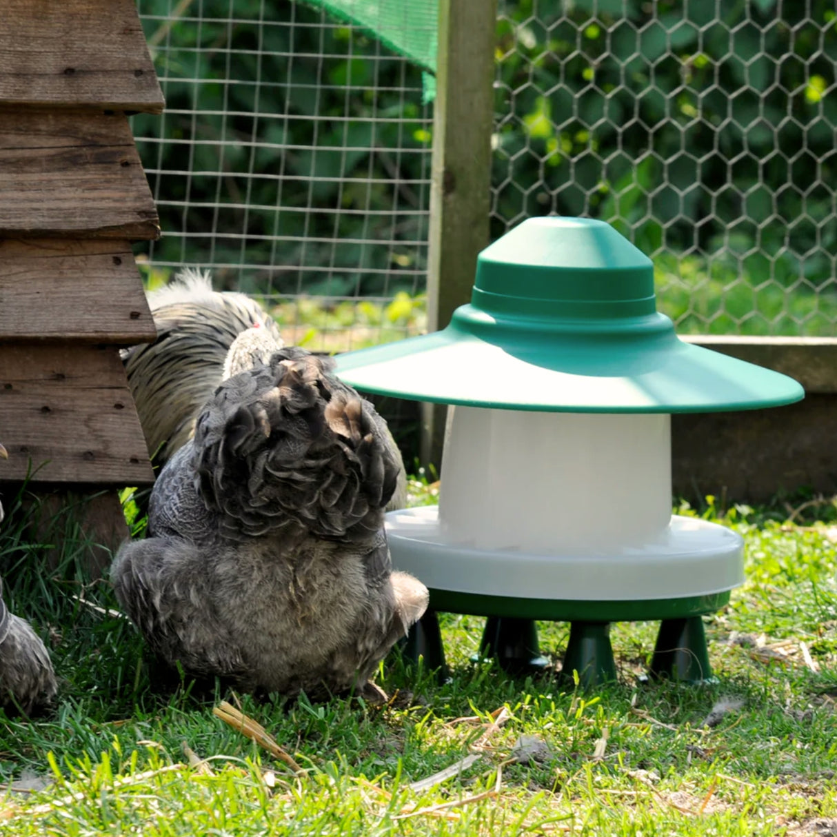 Ascot 3kg Outdoor Poultry Feeder