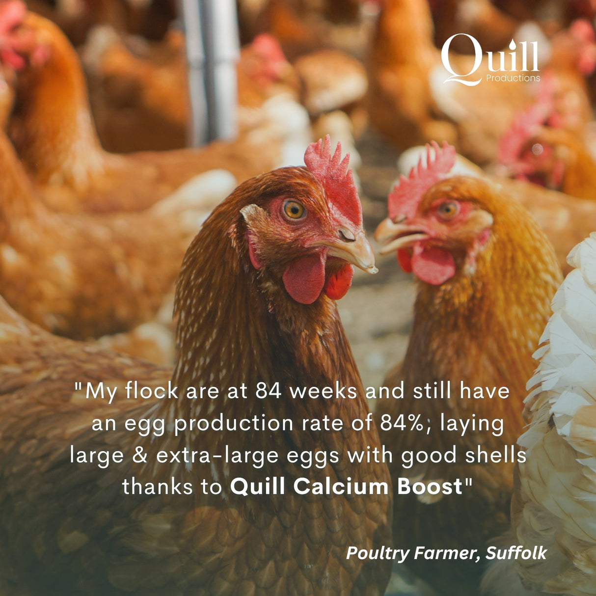 Quill Calcium Boost | 1L, 20L & 200L