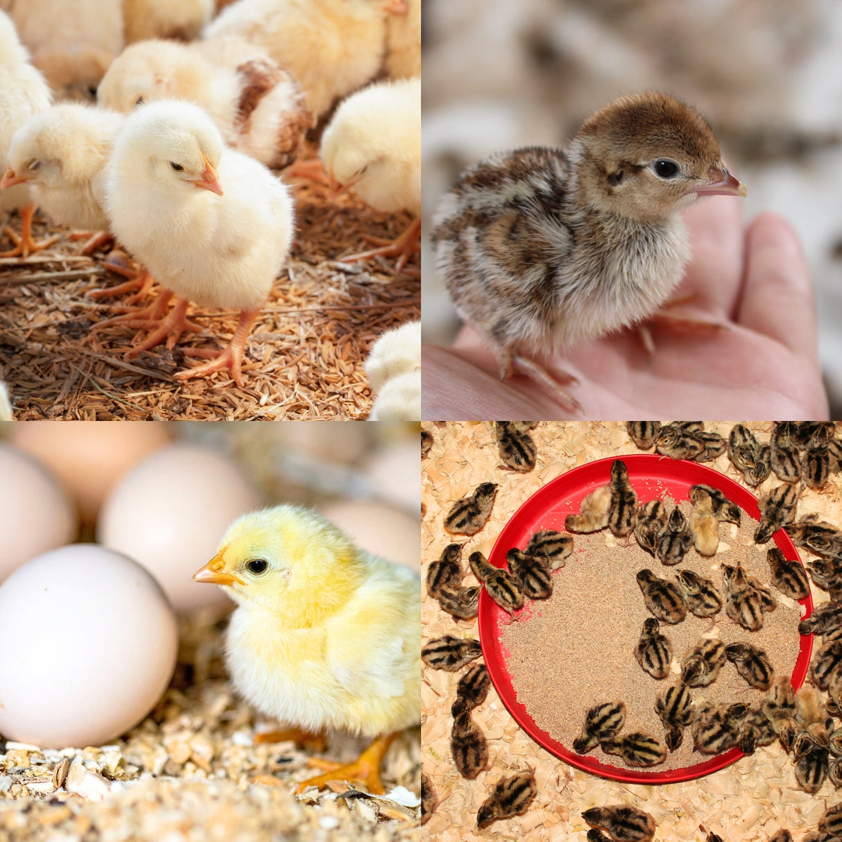 Quill Chick Flint Grit