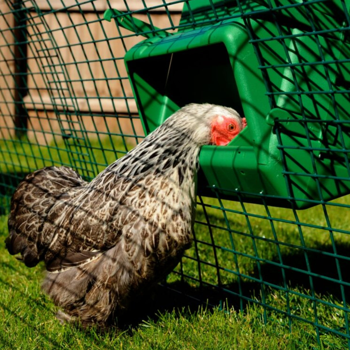 Mountable Cage Wall Feeder
