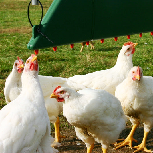 Chickens using a green quill drinker