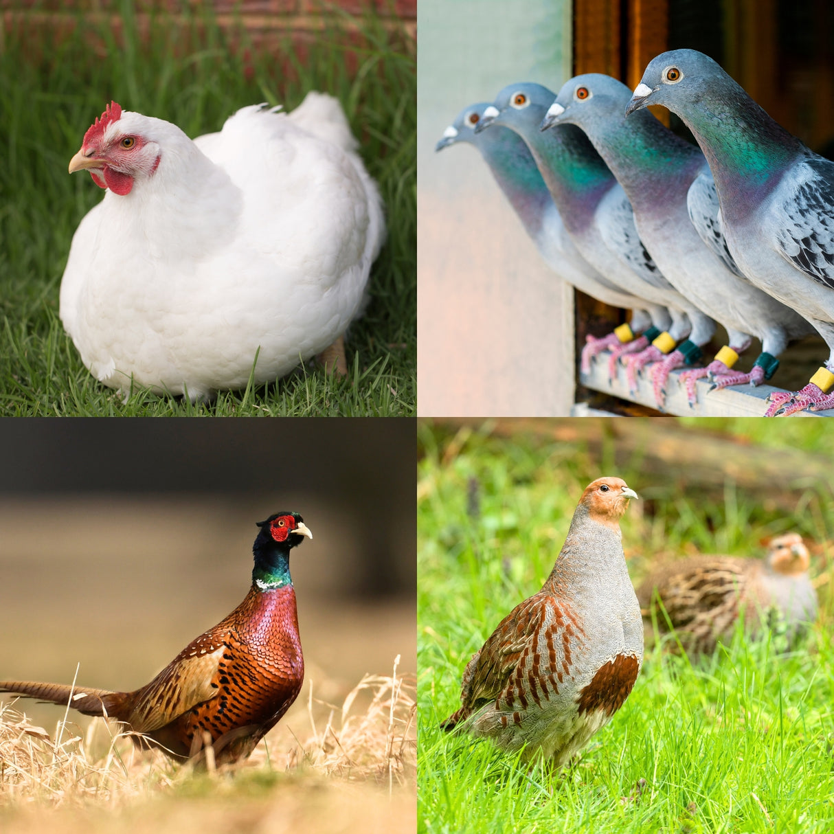 Quill Grower Flint Grit