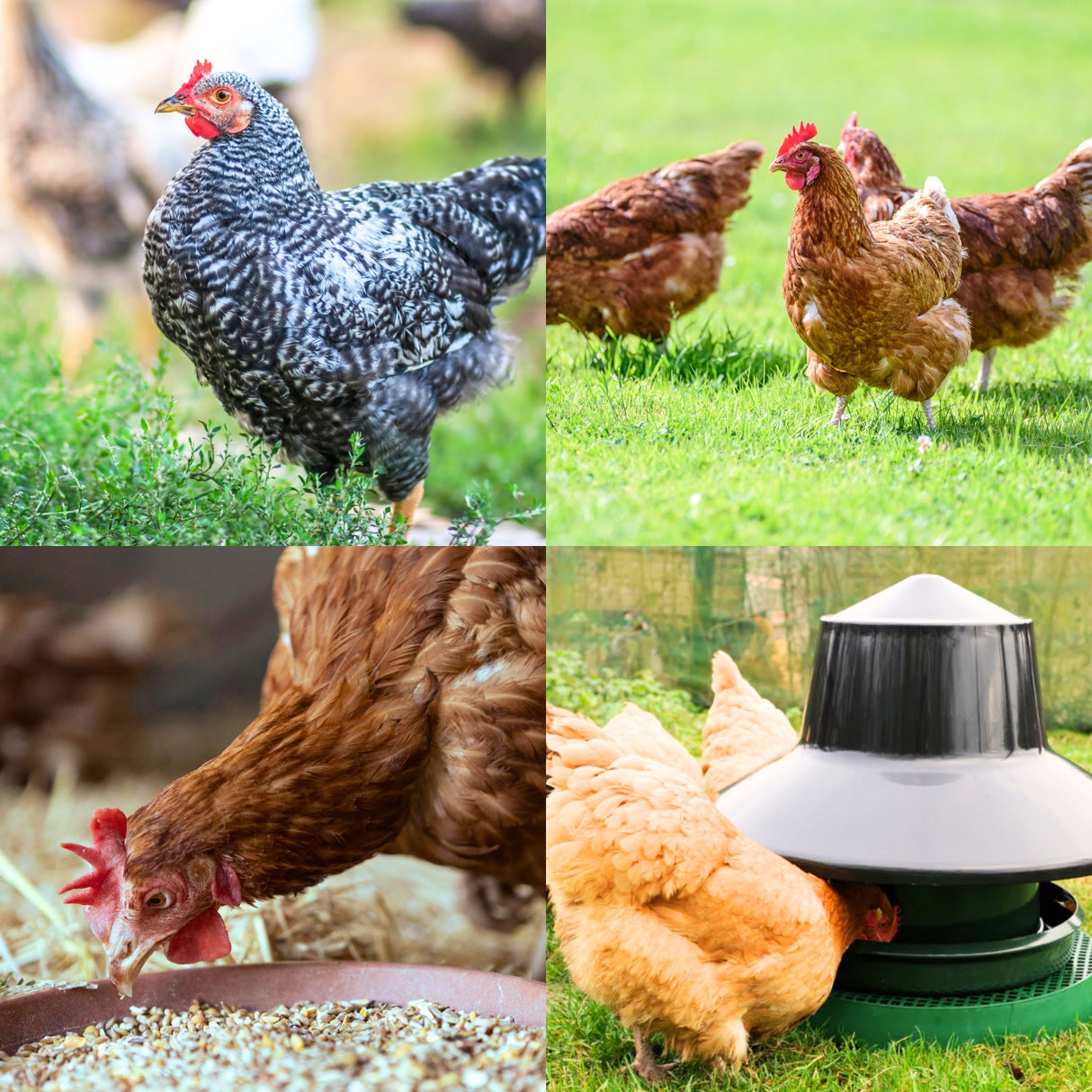 Quill Hen Flint Grit