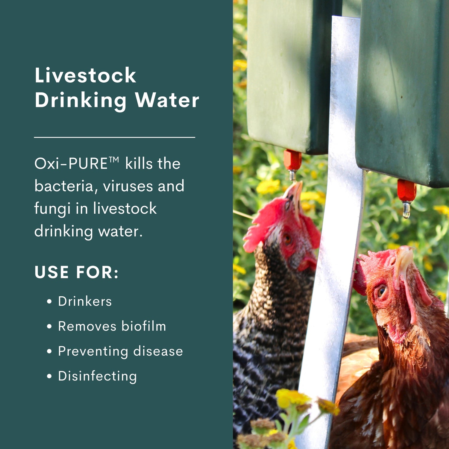 Oxi-PURE™️ Water Sanitiser