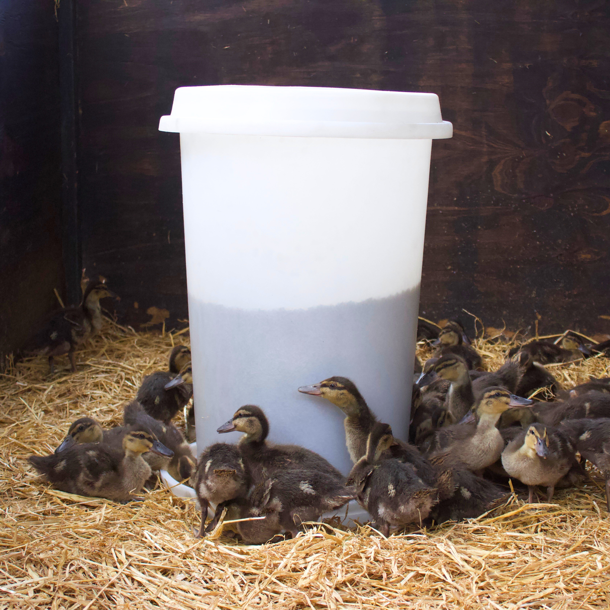 Quill Indoor Midi Feeder with Translucent Tube