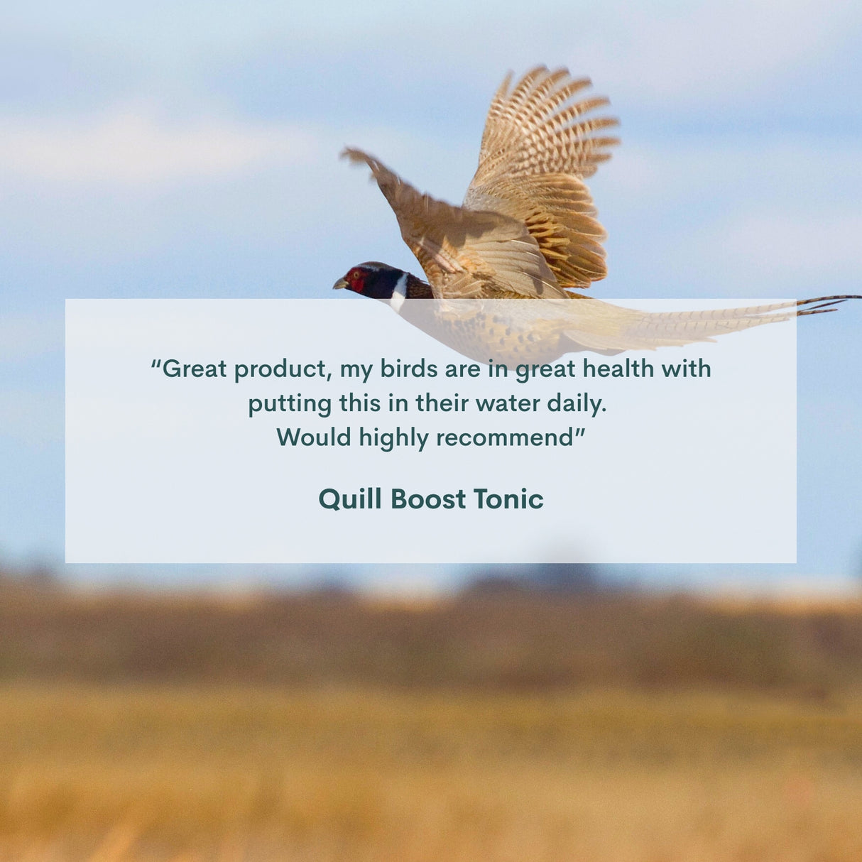 Quill Boost Tonic review