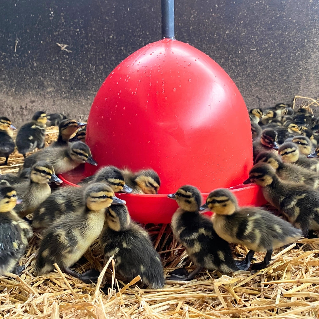 Rainbow Cavalier Bell Drinker