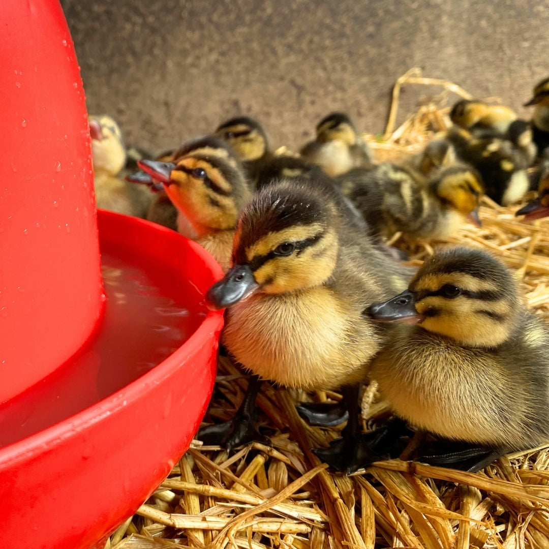 Rainbow Cavalier Bell Drinker