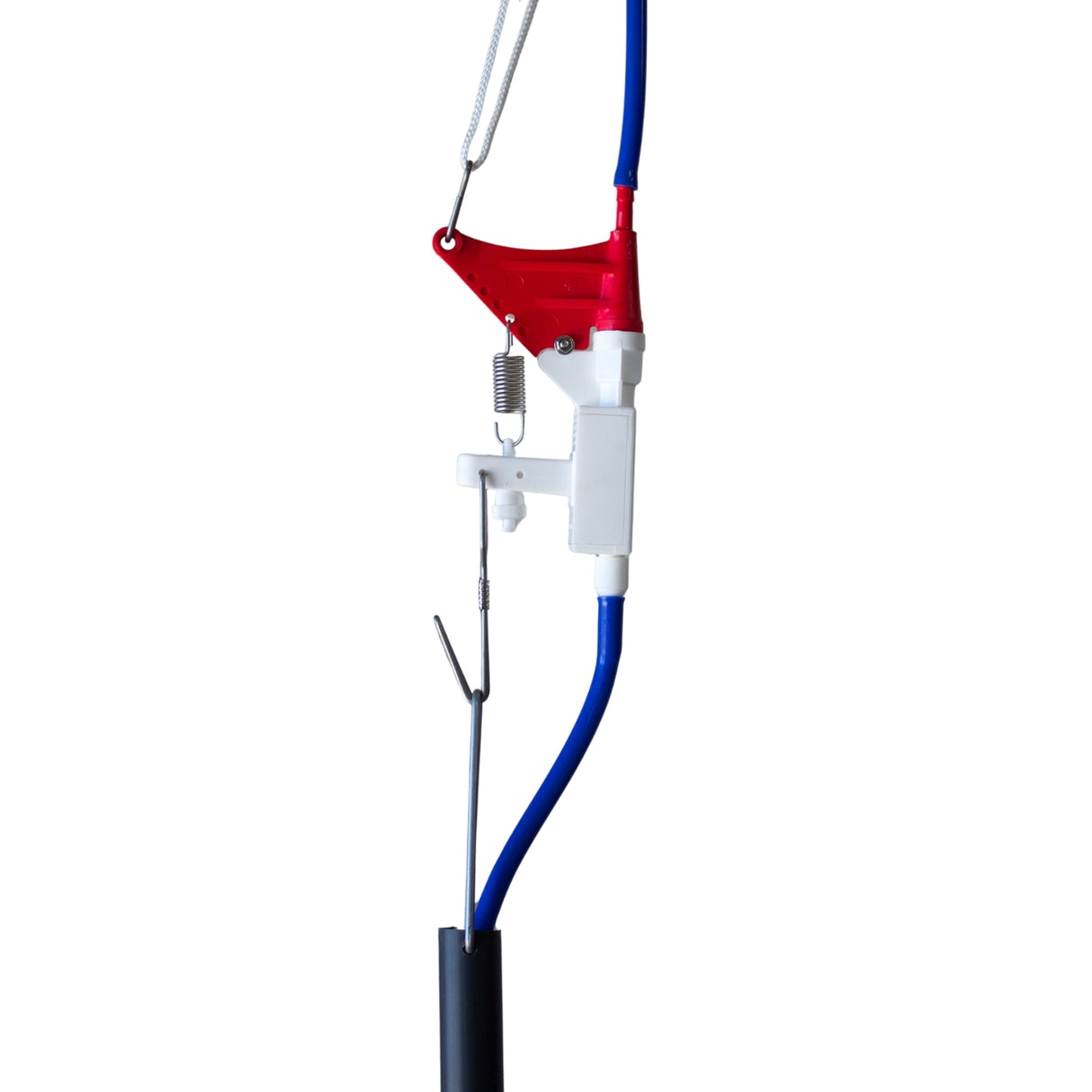 Rainbow Cavalier Bell Drinker