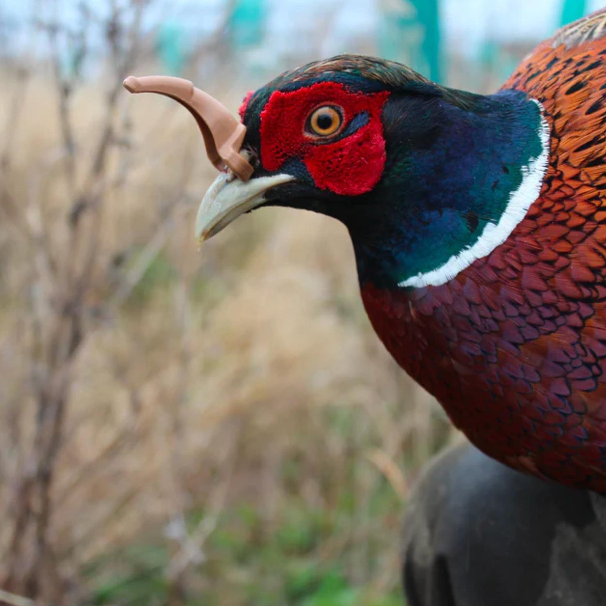 Scot Beak Guard Pack of 100