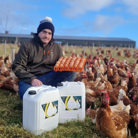 Man holding a crate of eggs infront of chickens