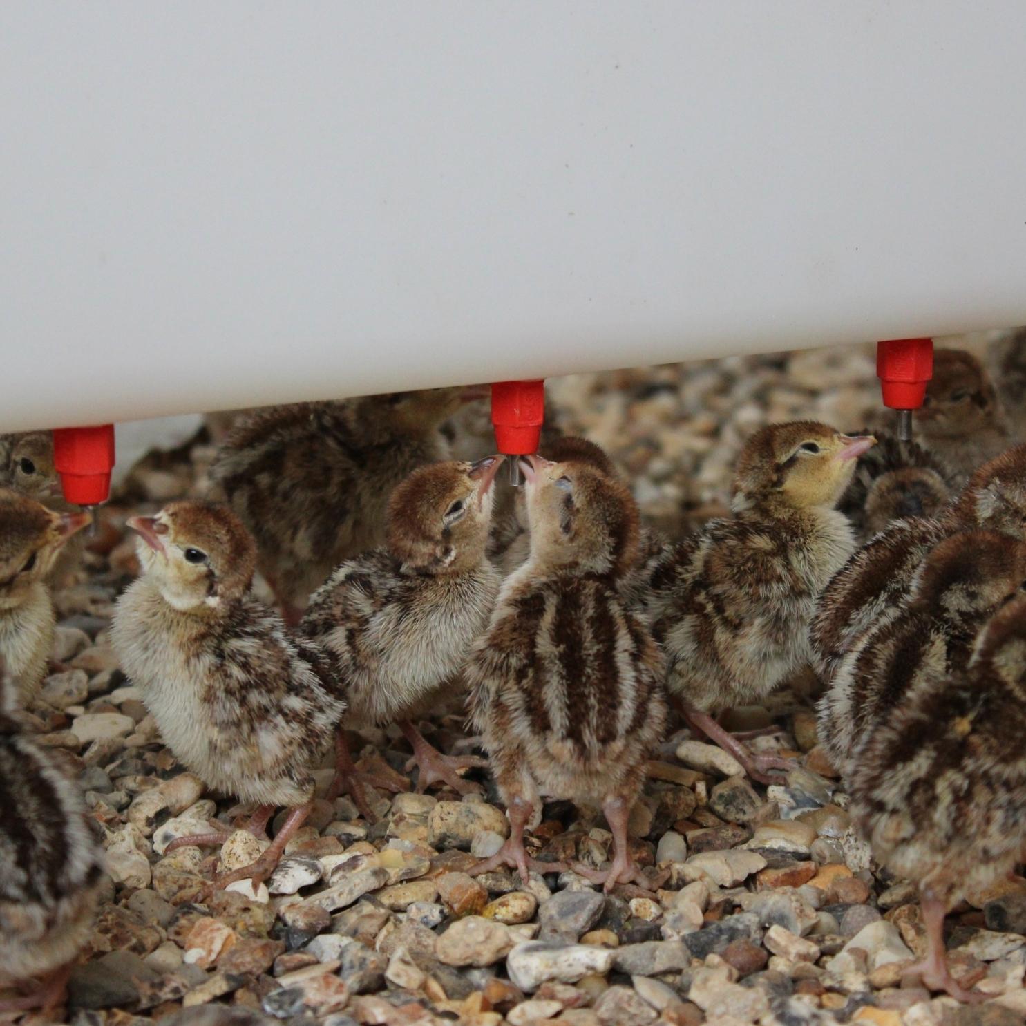 Natural Indoor Quill Drinker