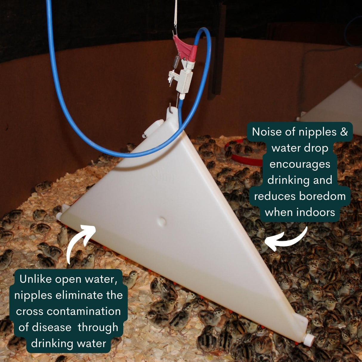 Natural Indoor Quill Drinker