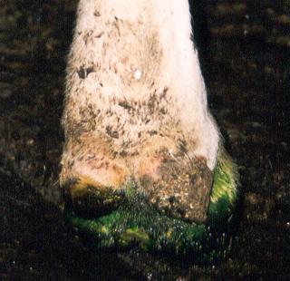 good sticking properties of hoof fit bath liquid