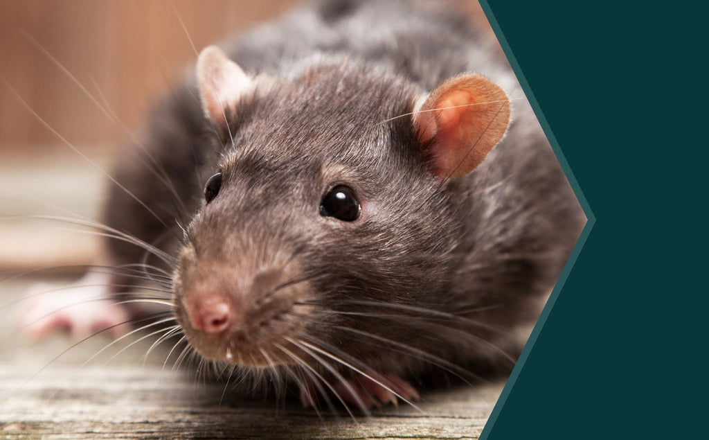 Changes to Rodenticide Legislation in 2024