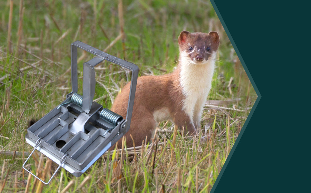 Quill 150 Spring Trap is approved for killing stoats, weasels & rats in England, Scotland & Wales