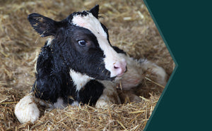 Top Tips for Naval Care During Calving