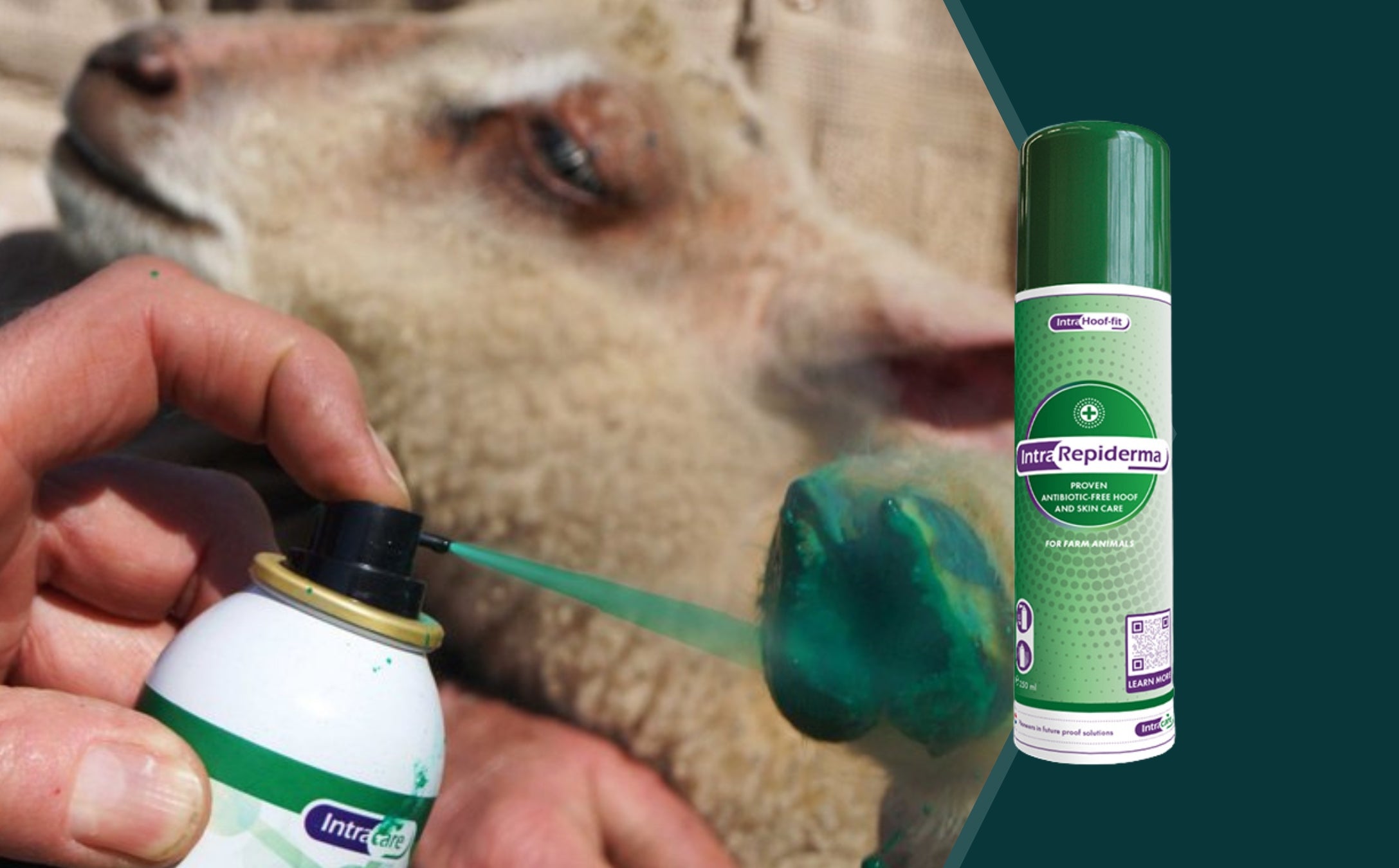 Intra Repiderma Spray: The Antibiotic-Free Hero Healing Product for Livestock