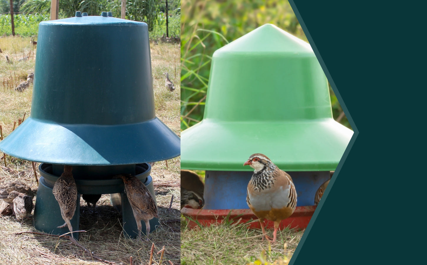 Which is the better Game Bird Feeder: The Manola or the Midi Feeder?