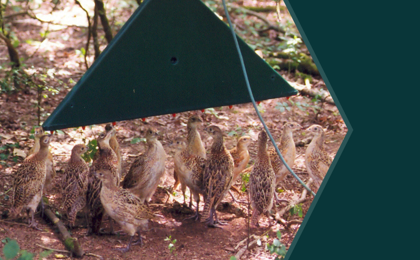 How to Stop Pheasants Wandering After Release