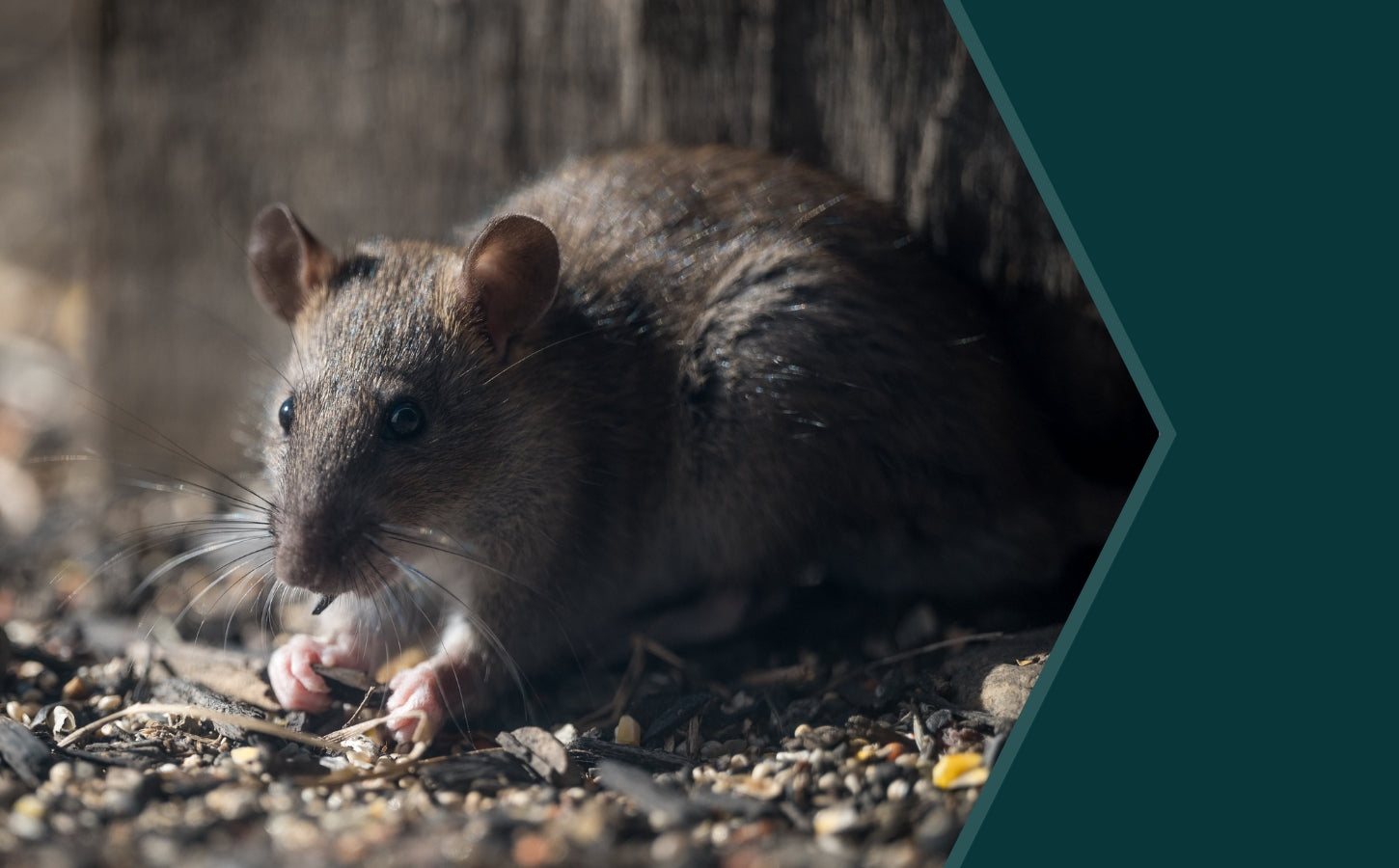 Update for January 2026: Rodenticide Legislation Change