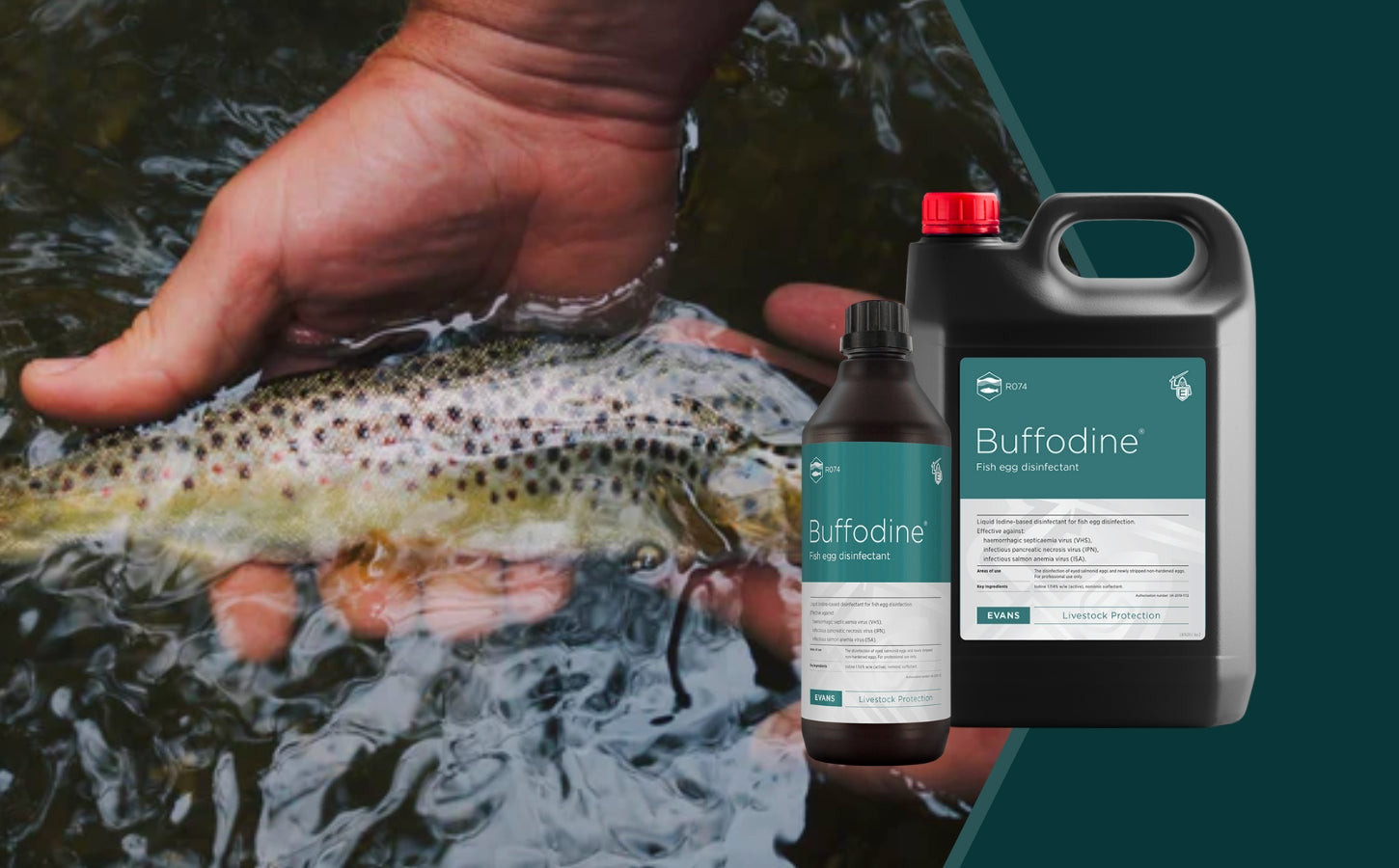 Buffodine, the Best Fish Egg Disinfectant