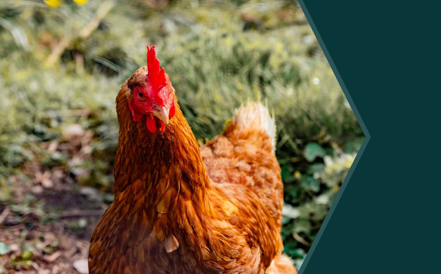 Avian Influenza Risk (Bird Flu, H5N1) Update
