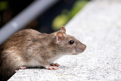 Effective Rodent Management with Quill Productions: Rodent Trap and Rat Traps Solutions