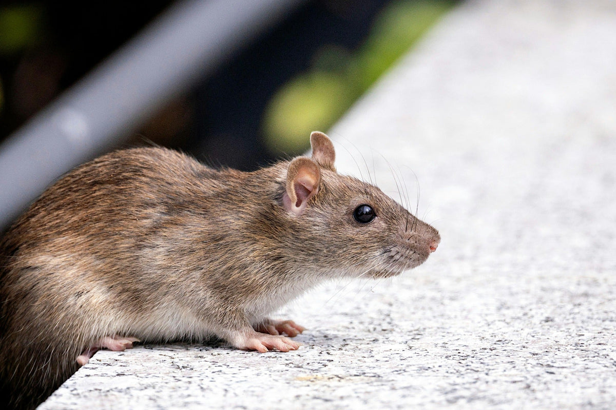 Effective Rodent Management with Quill Productions: Rodent Trap and Ra