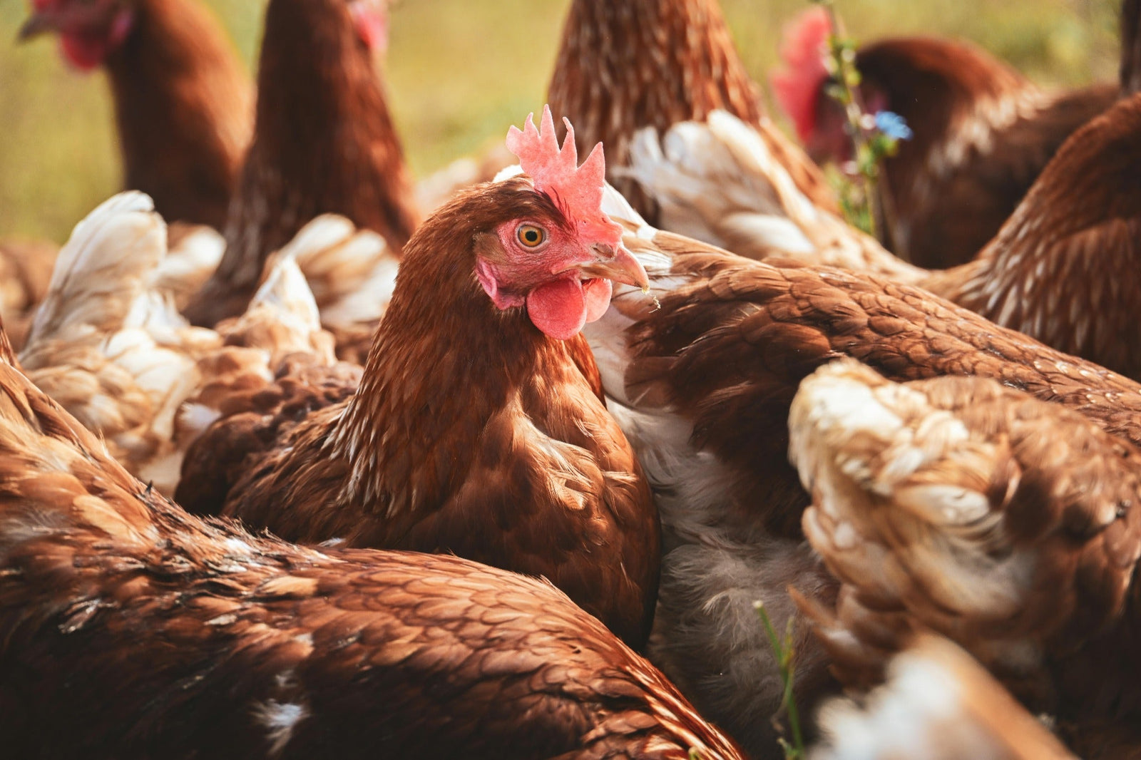 Free-range brown hens outdoors on a farm