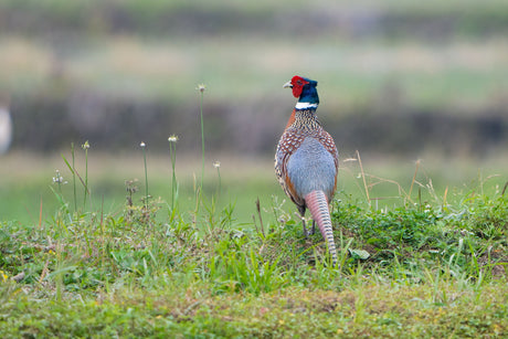 The Effect Of The Summer Heatwave On Pheasants After Release