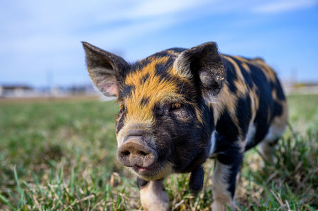 Supporting Livestock Through Heat Stress With Effective Electrolyte Solutions