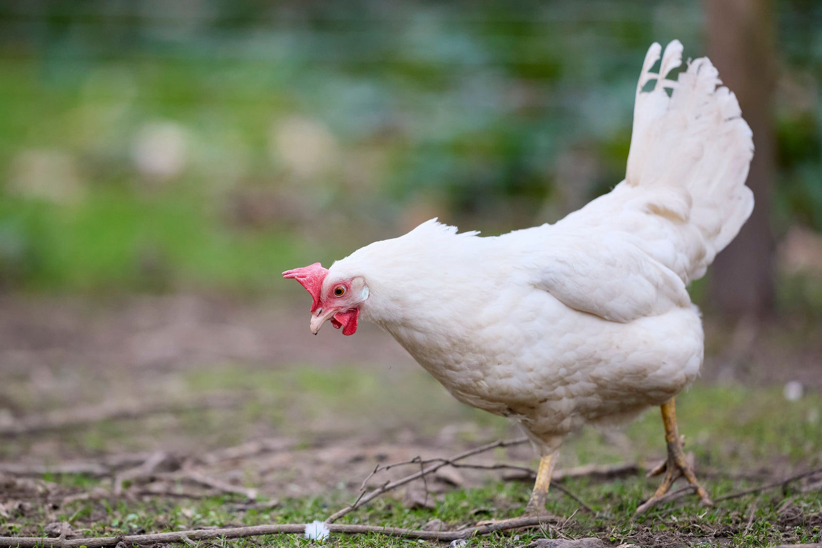 How Can You Keep Your Birds And Livestock Hydrated In The Heat?