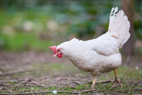How Can You Keep Your Birds And Livestock Hydrated In The Heat?