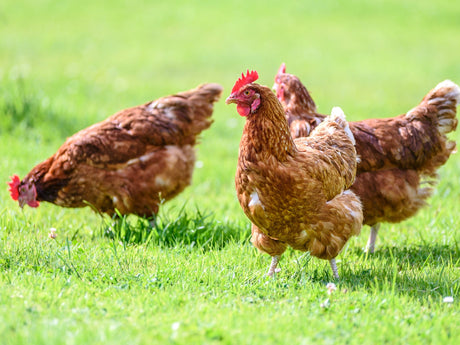 Poultry Supplies