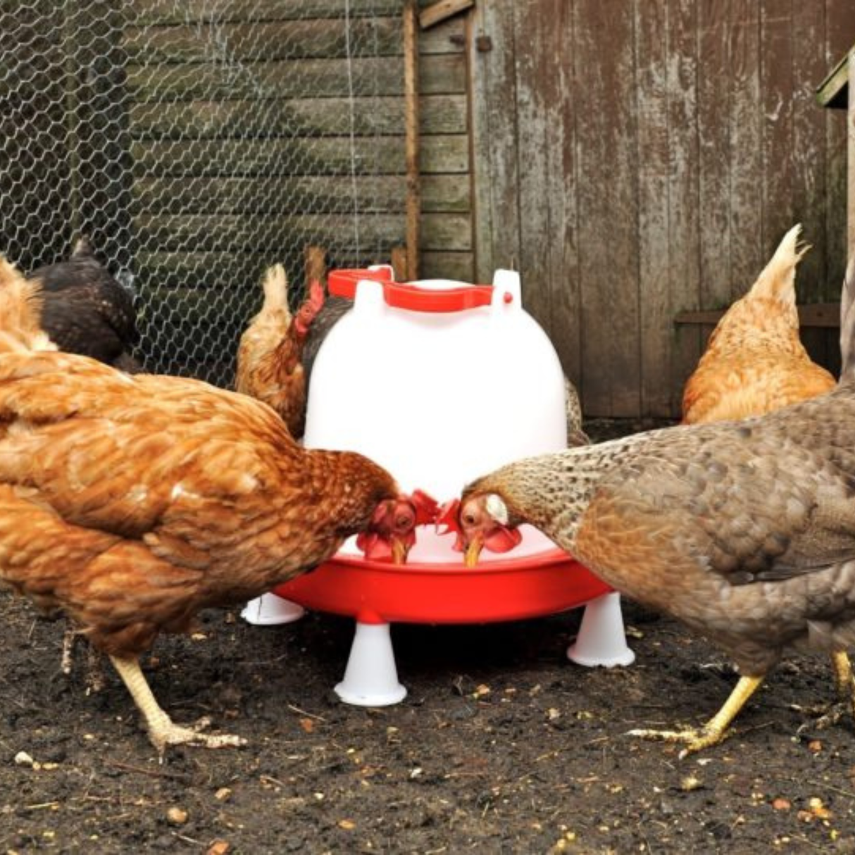 7 Litre Combo Drinker