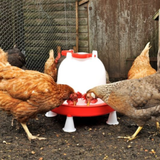 7 Litre Combo Drinker