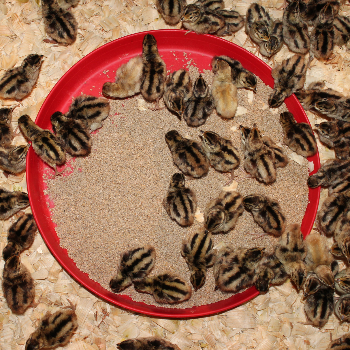 Chick Starter Feed Tray