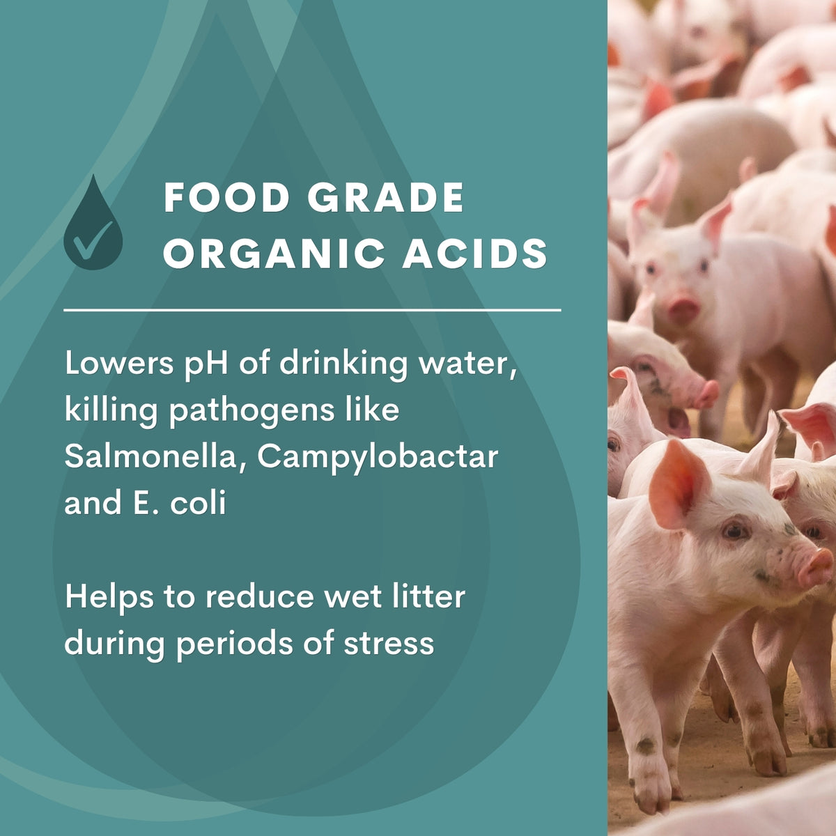 Quill Complete Organic Acid | 20L, 200L & 1000L