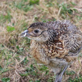 Fat Pheasant Bits