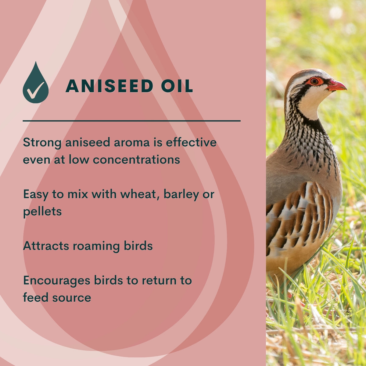 Quill Aniseed Oil Mix | 1L, 5L & 20L