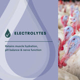 Quill Lyte | 20L, 200L & 1000L