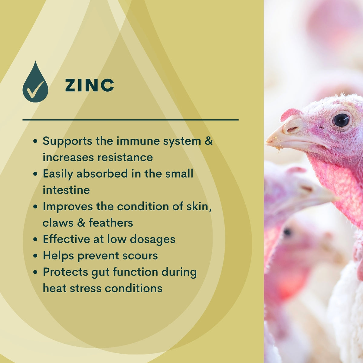 Quill Zinc | 5L & 20L