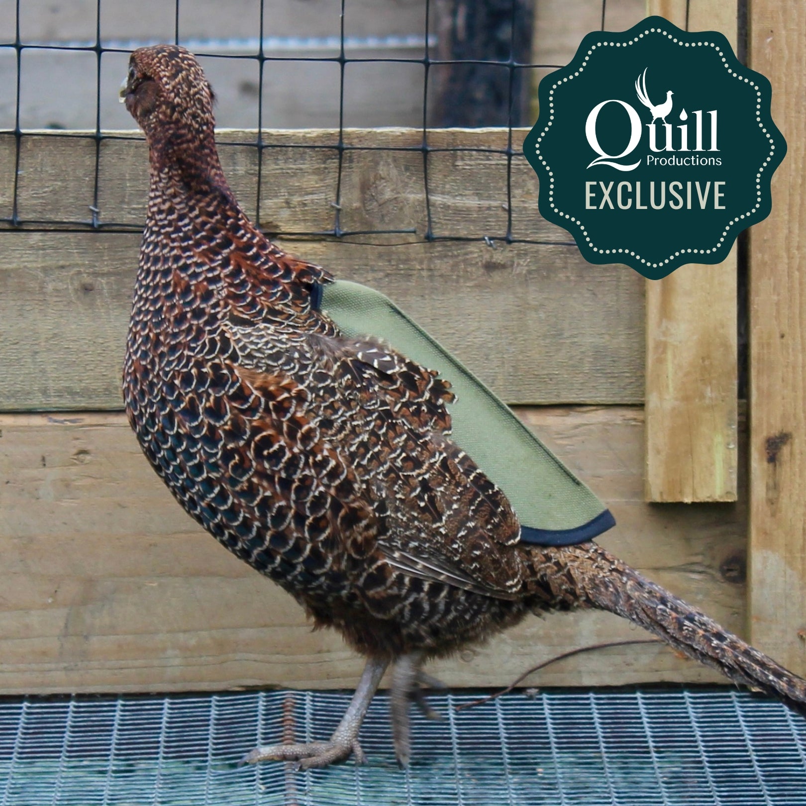 Quill Long Pheasant Saddle