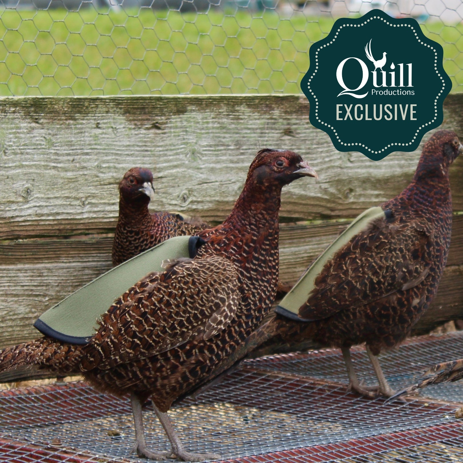 Quill Long Pheasant Saddle